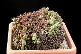 MAmmillaria bocasana mostruosa 14 cm 60.00 €